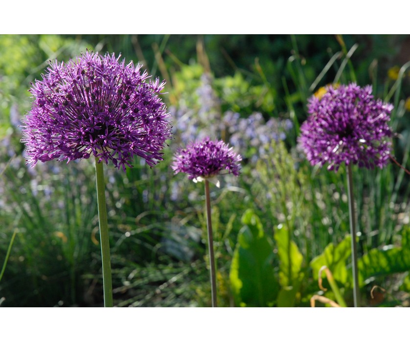 Purple Sensation Allium